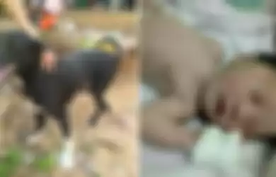 Anjing selamatkan bayi yang dikubur hidup hidup oleh ibunya