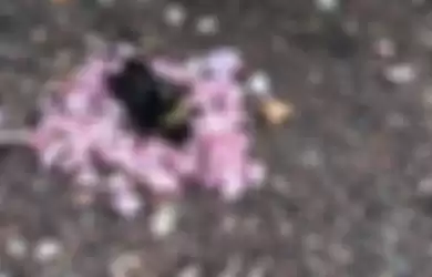 Video Viral! Semut-semut Ini Bawakan Kelopak Bunga untuk Lebah yang Mati, Seolah Sedang Hadiri Pemakaman