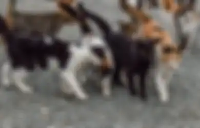 Seorang Wanita Meninggal Setelah Digigit Kucing, Ini Alasan Gigitan Kucing Bisa Berbahaya