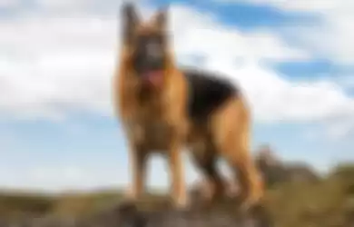 Anjing German Shepherd