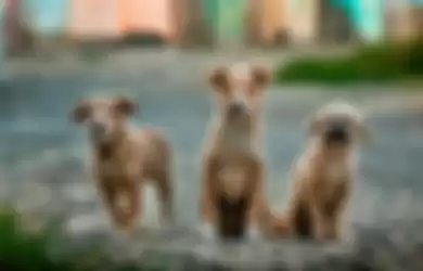Inspiratif! Polisi di Peru Buatkan 'Stasiun' Makanan di Sekitar Kota untuk Anjing-anjing Liar