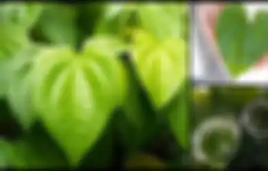 Dapat Turunkan Tingkat Kolesterol, Ini 6 Manfaat Luar Biasa Daun Sirih