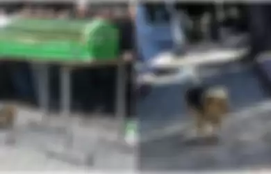 Video Mengharukan, Anjing Setia Ini Kunjungi Makam Pemiliknya Setiap Hari