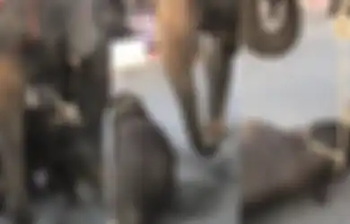 Kisah Pilu Seekor Anak Gajah, Terkapar dan Pingsan Dengan Tubuh Terikat ke Induknya yang Membawa Turis