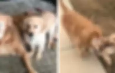Video Kisah Persahabatan Antara Anjing Buta dan Pemandunya, Unik dan Inspiratif!
