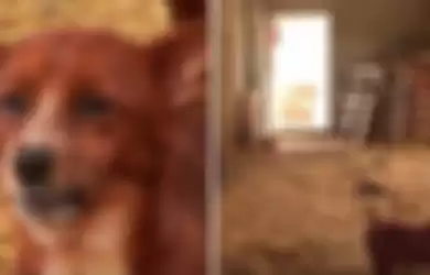 Video Mengharukan! Anjing Ini Tak Kuasa Menahan Tangis Ketika Dipisahkan dari 'Ibunya', Kisahnya Bikin Terenyuh!