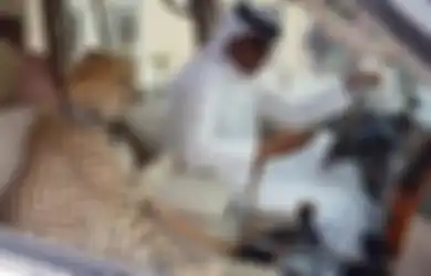 Harganya Tembus Rp400 Juta, Inilah Alasan Mengapa Orang Kaya Memelihara Cheetah