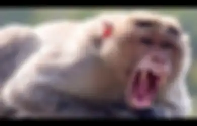 Akibat Mengamuk, Seekor Monyet Membunuh Manusia dan Melukai 9 Lainnya di India