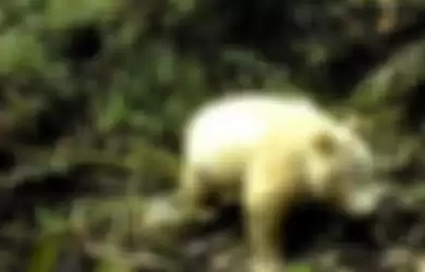 Foto bertanggal 20 April 2019, yang diambil melalui kamera hutan di Cagar Alam Nasional Wolong, China, menunjukkan seekor panda albino berusia satu hingga dua tahun.