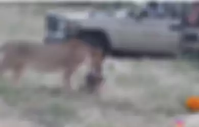 Viral video anjing liar yang pur-pura mati demi selamatkan diri dari terkaman singa. 
