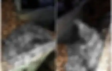 Lupa Matikan Mesin di Pabrik, Tubuh Pria Ini Terbelah Menjadi Dua