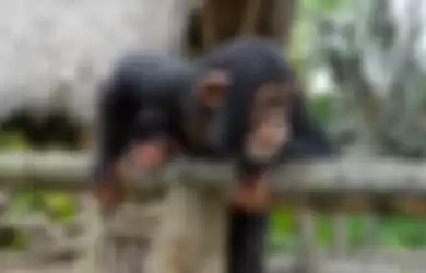 Momen Menggemaskan, Video Simpanse Berteriak Kegirangan dan Melompat ke Pelukan Pengasuhnya Saat Dipertemukan Kembali