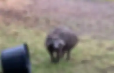 Menyerupai Rakun Sekaligus Anjing , Hewan Misterius Ini Bikin Bingung Banyak Orang