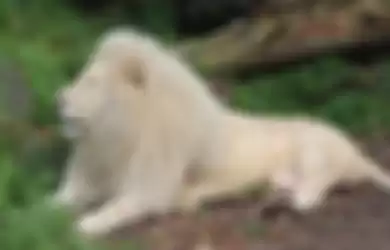 Singa jantan albino