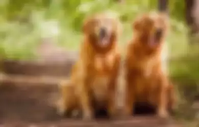 Golden Retriever adalah anjing trah yang mulanya dibiakkan sebagai anjing pemburu untuk mengambil burung hasil buruan yang sudah ditembak.