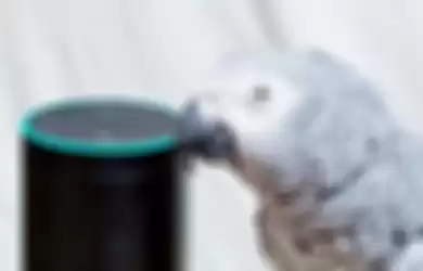 Video Kisah Menggemaskan Burung Beo, Pesan Jajanan Lewat Amazon!