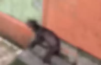 Kondisi beruang madu di Sinka Zoo yang viral. 