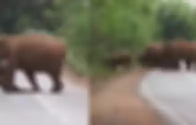 Viral video memilukan kawanan gajah yang melakukan ritual pemakaman. 