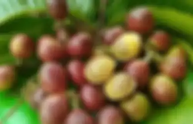 Langka dan Harganya Selangit, Buah Asal Tanah Papua Ini Menyimpan Manfaat Bagi Kesehatan Tubuh