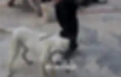Berkedok Memeriksa Kesehatan Anjing yang Akan Diadopsi, Dua Pria Ini Justru Lakukan Hal Keji pada Hewan Tersebut