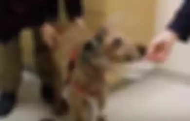 Anjing Buta Ini Berhasil Melihat Kembali Setelah Operasi, Video Ini Tangkap Momen Indah Ketika Pertama Kali Melihat Keluarganya!