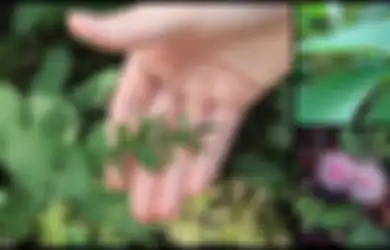 Siapa Sangka, Puteri Malu Bisa untuk Obat Asma, Peradangan, dan Banyak Lagi