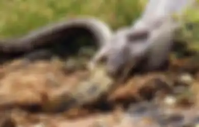 Seakan Berpesta Pora, Inilah Foto-foto Momen Ketika Piton Telan Buaya Utuh di Rawa