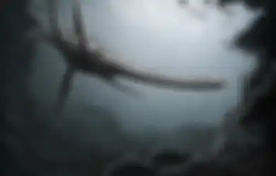 Panjangnya 11 Meter, Monster 'Loch Ness' Terbesar dalam Sejarah Ini  Ditemukan di Antartika