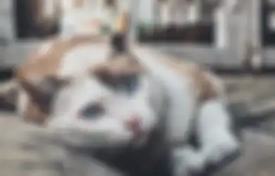 Video Pria Makan Kucing Hidup-hidup Viral: Selain Tak Beretika, Ini Bahaya Makan Daging Kucing Bagi Kesehatan