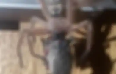 Pasangan Ini Terkejut Dapati Laba-laba Mangsa Hewan Sebesar Anak Tikus yang Ukurannya Lebih Besar Darinya
