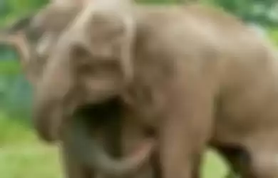 Gajah Sirkus yang Telah Diselamatkan Bersatu Kembali Setelah 22 Tahun,  Momen Haru Reuninya Terekam dalam Video Ini!