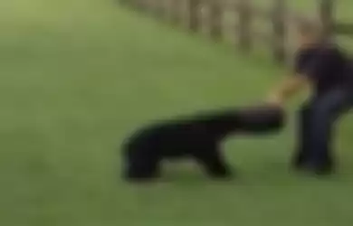 Video Pahlawan yang Selamatkan Beruang dengan Ember Nyangkut di Kepalanya