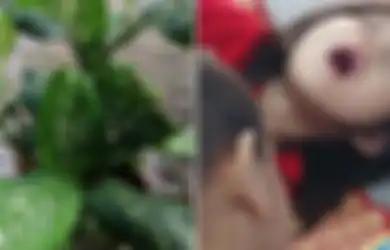 Sering Ditanam Orang Indonesia, 'Bunga Bahagia' Ini Ternyata Amat Berbahaya, Gadis Ini Jadi Korbannya