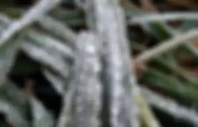 Fenomena Embun Beku di Bromo dan Semeru Viral, Apa Bedanya Dengan Salju?