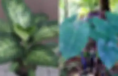 Biasa Dijadikan Tanaman Hias di Indonesia, Tanaman Ini Ternyata Alat untuk Menyiksa Budak pada Masa Lalu