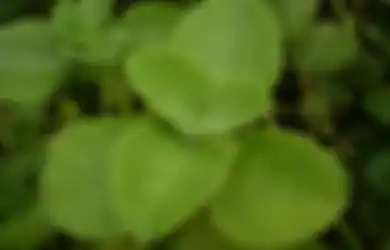 Air Susu Ibu Amis? Bisa Mencoba Resep Daun Jintan Ini