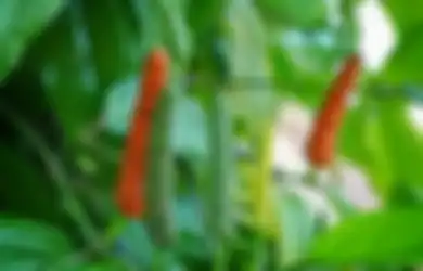 Bukan untuk Sambal, Tapi Cabai Jawa Bisa Obati Lesu sampai Sakit Perut