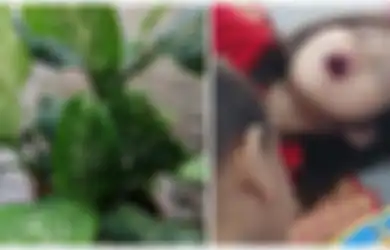 Gigit Tanaman Hias di Rumahnya, Bocah 4 Tahun Alami Kejang, Pembengkakan dan Mati Rasa