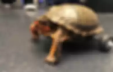 Pedro, kura-kura yang kehilangan 2 kaki belakang.