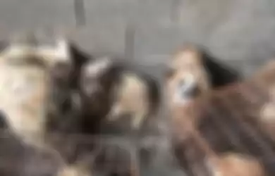 Ribuan anjing terbunuh dalam Festival Daging Anjing Yulin.