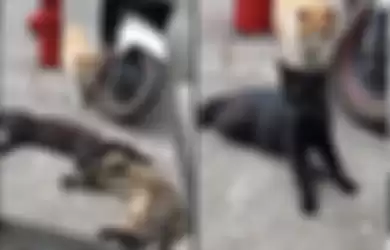 video viral menunjukan seekor kucing jantan yang terpergok sedang bermesraan dengan kucing betina.