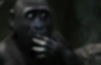 Uang Rp256 Juta Raib Secara Misterius, Konon Pelakunya adalah Gorila yang Mencuri dan Memakan Uangnya, Begini Kisahnya