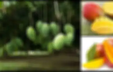 Selain Lezat, Ini 5 Manfaat Luar Biasa Makan Mangga Setiap Hari, Termasuk Menyehatkan Otak