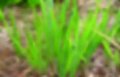 Herba Dringo, Dipercaya Jadi Obat Penenang! Ini Resepnya