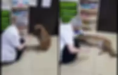 Viral video seekor anjing yang meminta pertolongankepada seorang apoteker di apotek untuk mengobati kakinya yang terluka. 