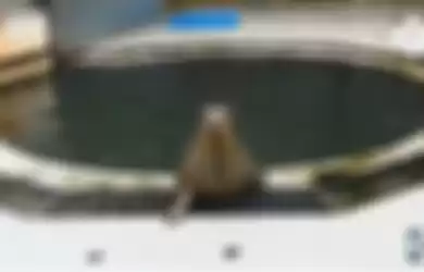 Viral video sekelompok anjing laut di kebun binatang El Paso, Inggris, mampu menirukan melodi dari lagu terkenal Twinkle Twinkle Little Star. 
