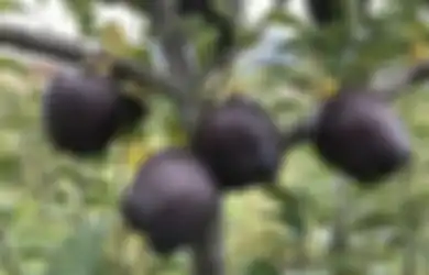 Apel Hitam Laku Dijual Rp 280 Ribu per Buah, Apa yang Membuatnya Teramat Istimewa?