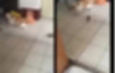 Viral video seekor kucing yang berlari ketakutan dikejar tikus. 