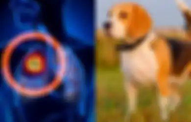 Di Masa Depan, Anjing Mungkin Akan Jadi Kunci Penyelamatan Kanker Paru-paru, Gimana Caranya?