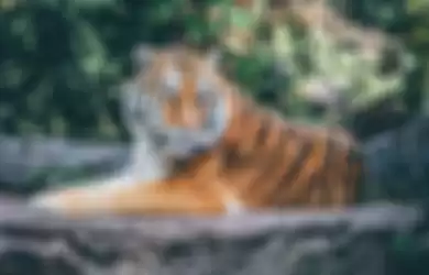 Tafsir Mimpi Bertemu Harimau, Bisa Jadi Anda Akan Mendapat Kemuliaan